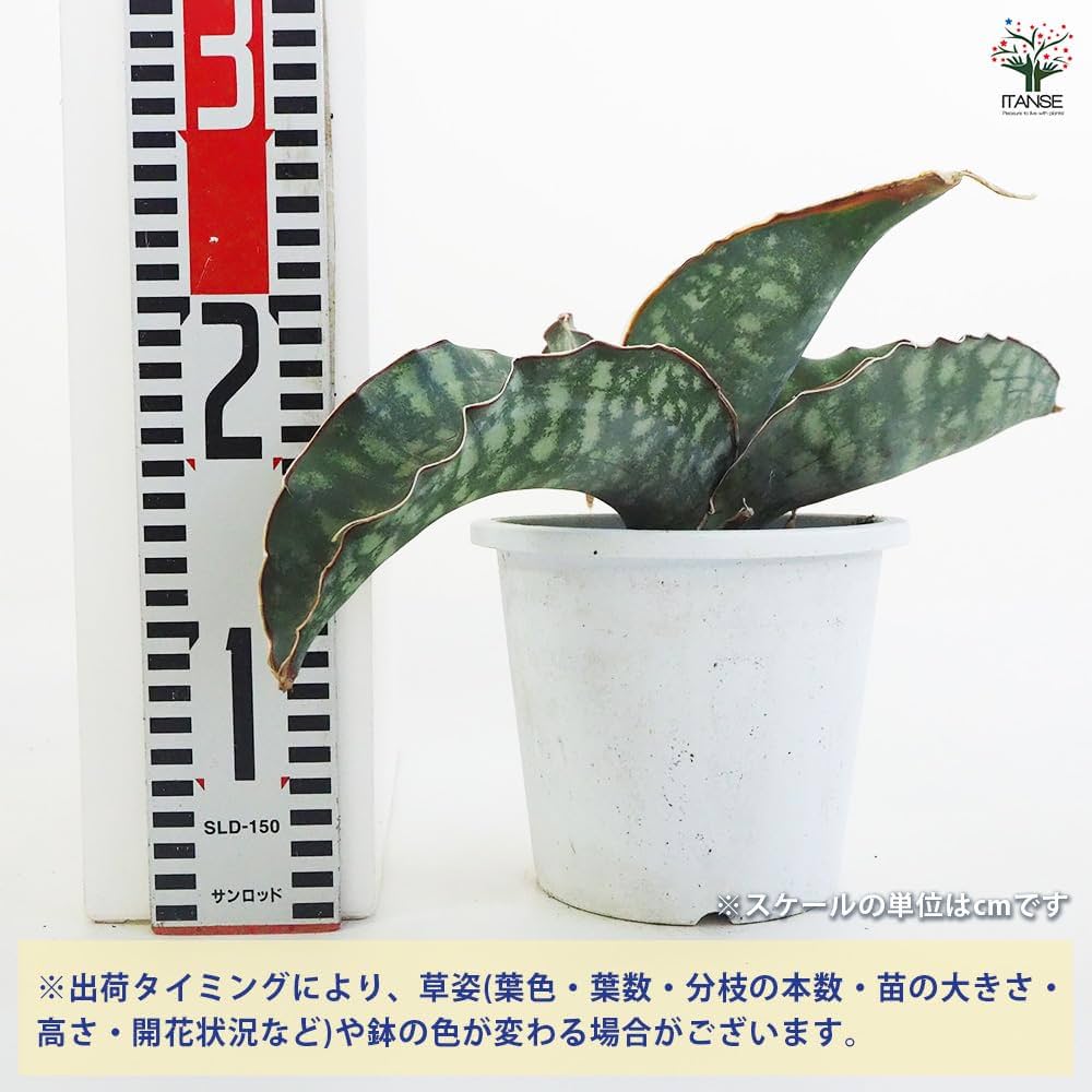 Amazon｜ITANSE サンスベリア ドラゴンウイング 5号 1個